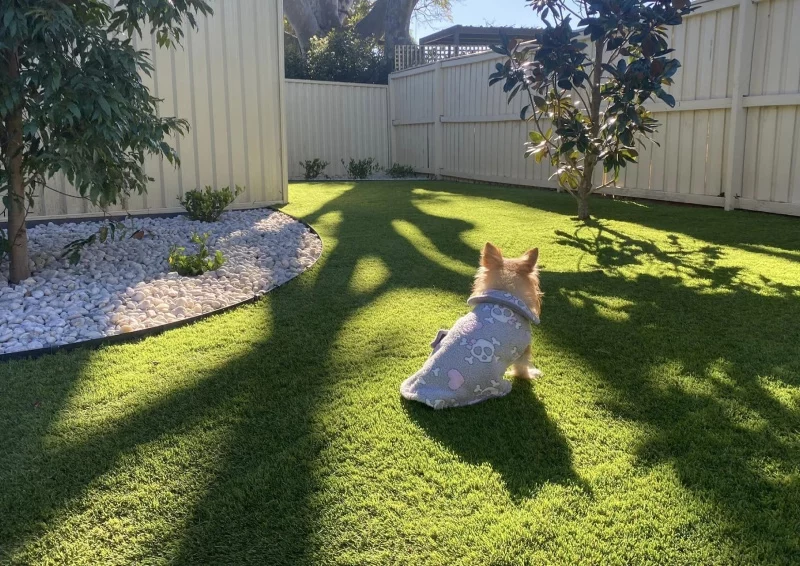 Best Pet-Friendly Artificial Turf Sydney Has To Offer Best Pet Friendly Artificial Turf Sydney Has To Offer 1