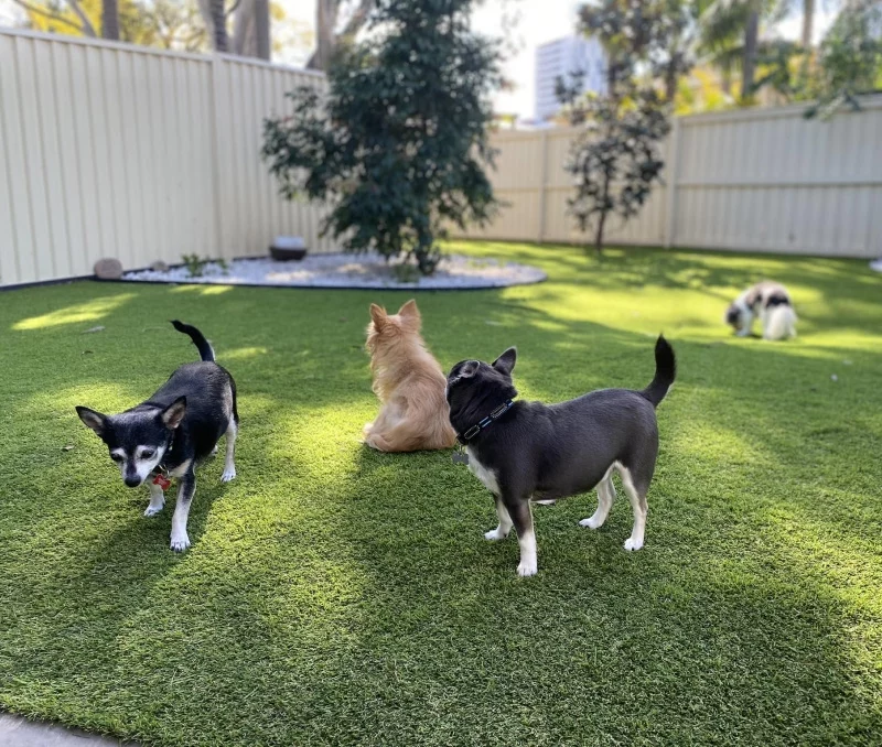 Top-Quality Pet Turf Pet Turf