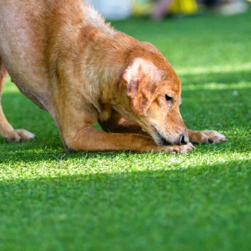 About Pet Turf Australia About Pet Turf Australia