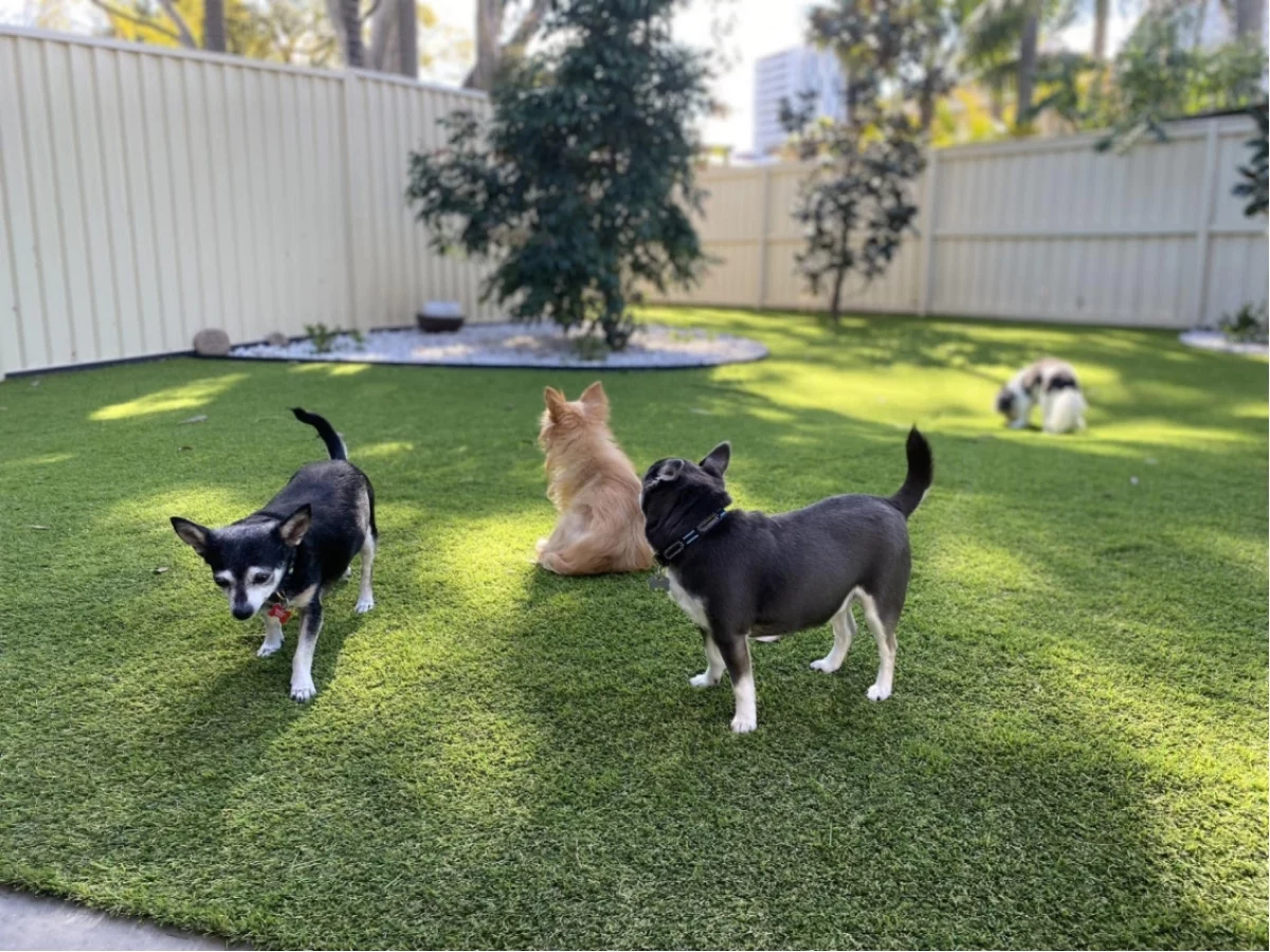 About Us 11 Top Quality Pet Turf 1