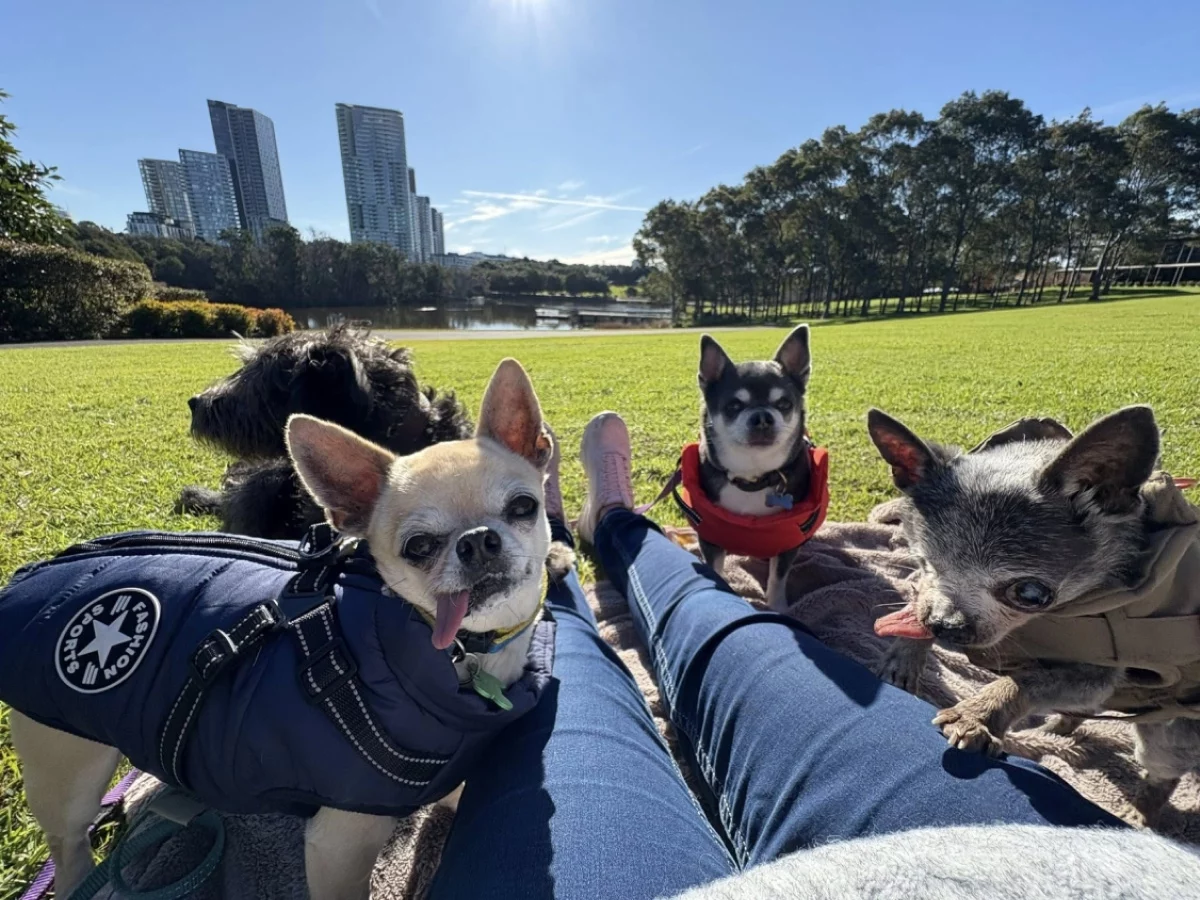 About Us 7 Top Quality Pet Turf