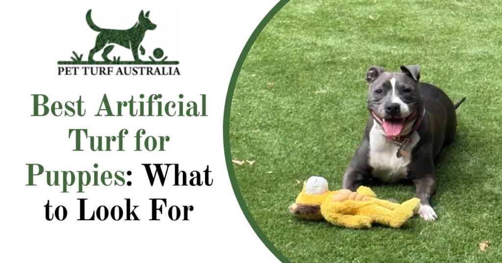 Pet Turf Australia Best Artificial Turf for Puppies What to Look For